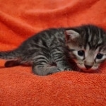 Mau bronze Male kitten DOB 8/10/21