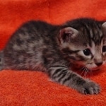 Mau bronze Male kitten DOB 8/10/21