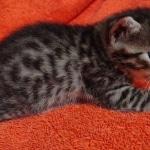 Mau bronze Male kitten DOB 8/10/21