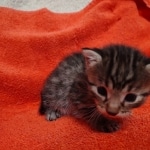 Mau bronze Male kitten DOB 8/10/21
