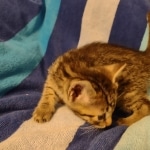 Mau bronze Male kitten DOB 8/10/21