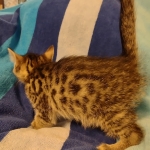 Mau bronze Male kitten DOB 8/10/21