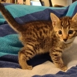 Mau bronze Male kitten DOB 8/10/21