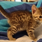 Mau bronze Male kitten DOB 8/10/21