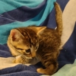 Mau bronze Male kitten DOB 8/10/21