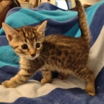 Mau bronze Male kitten DOB 8/10/21