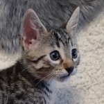Mau bronze Male kitten DOB 8/10/21