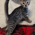 Mau bronze Male kitten DOB 8/10/21