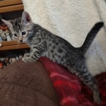 Mau bronze Male kitten DOB 8/10/21