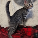Mau bronze Male kitten DOB 8/10/21