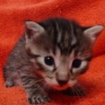 Mau bronze Male kitten DOB 8/10/21