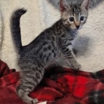 Mau bronze Male kitten DOB 8/10/21