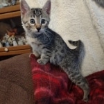 Mau bronze Male kitten DOB 8/10/21