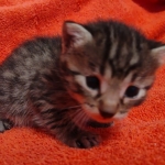 Mau bronze Male kitten DOB 8/10/21