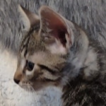 Mau bronze Male kitten DOB 8/10/21