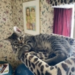 Odin Mau bronze Male kitten DOB 8/10/21