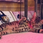 Odin Mau bronze Male kitten DOB 8/10/21