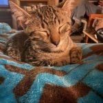 Odin Mau bronze Male kitten DOB 8/10/21