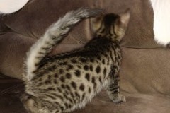 Bastet Egyptian Mau Bronze Male dark DOB 2-15-21
