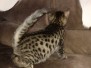 Bastet Egyptian Mau Bronze Male dark DOB 2-15-21