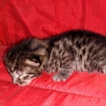 Egyptian Mau Bronze Male DOB 2-15-21