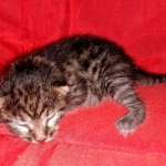 Egyptian Mau Bronze Male DOB 2-15-21