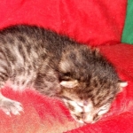 Egyptian Mau Bronze Male DOB 2-15-21