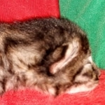 Egyptian Mau Bronze Male DOB 2-15-21