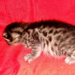 Egyptian Mau Bronze Male DOB 2-15-21
