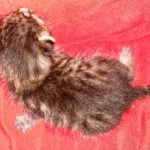 Egyptian Mau Bronze Male DOB 2-15-21