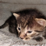 Egyptian Mau Bronze Male DOB 2-15-21