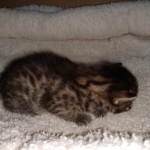 Egyptian Mau Bronze Male DOB 2-15-21