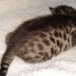 Egyptian Mau Bronze Male DOB 2-15-21
