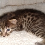 Egyptian Mau Bronze Male DOB 2-15-21