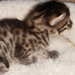Egyptian Mau Bronze Male DOB 2-15-21