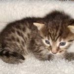 Egyptian Mau Bronze Male DOB 2-15-21