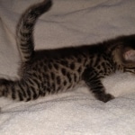 Bronze Male Egyptian Mau DOB 2-15-21