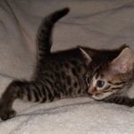 Bronze Male Egyptian Mau DOB 2-15-21