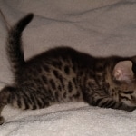 Bronze Male Egyptian Mau DOB 2-15-21