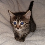 Bronze Male Egyptian Mau DOB 2-15-21