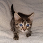 Bronze Male Egyptian Mau DOB 2-15-21