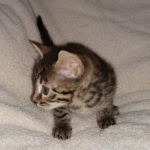Bronze Male Egyptian Mau DOB 2-15-21