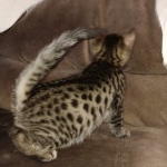 Ra Bronze Male Egyptian Mau DOB 2-15-21