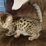 Ra Bronze Male Egyptian Mau DOB 2-15-21