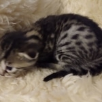 Mau, Bronze, Male DOB 10-10-19