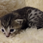 Mau, Bronze, Male DOB 10-10-19