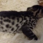 Mau, Bronze, Male DOB 10-10-19