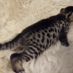 Mau, Bronze, Male DOB 10-10-19