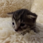 Mau, Bronze, Male DOB 10-10-19