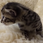 Mau, Bronze, Male DOB 10-10-19